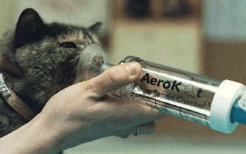 Find the best prices on inhalers and meds to benefit your cat. Feline Asthma - Mar Vista Animal Medical Center