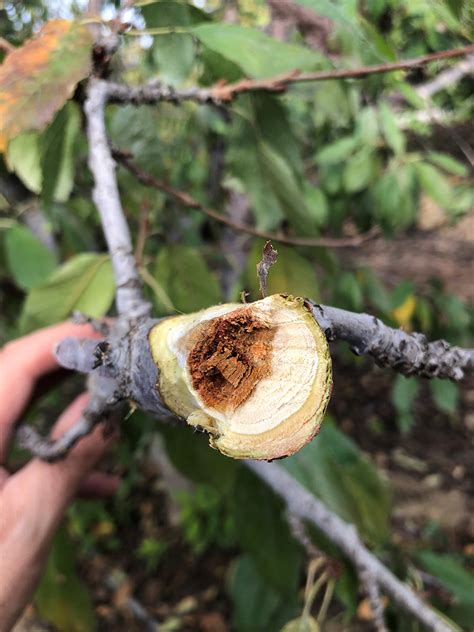Fungal Canker Diseases Of Sweet Cherry Improving Disease Management