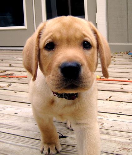 Our love and passion for labrador retrievers drives us we do not breed labradoodles, golden labs or any other designer breed. Very Curious Yellow Lab Puppy | Buddy the Yellow Lab. | Flickr