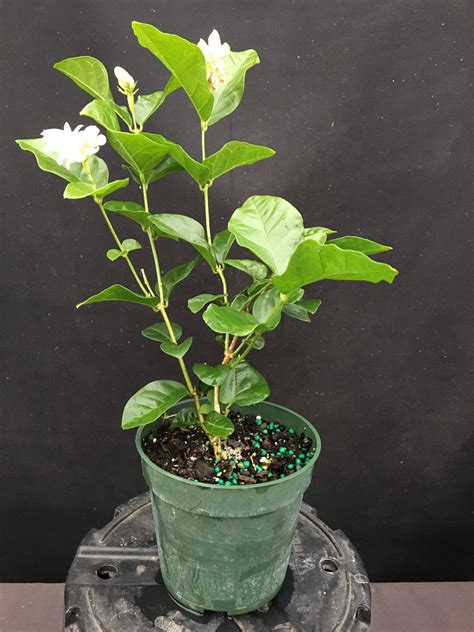 Jasminum Sambac ‘mysore Mulli Arabian Jasmine 4″ Pot Gardino Nursery