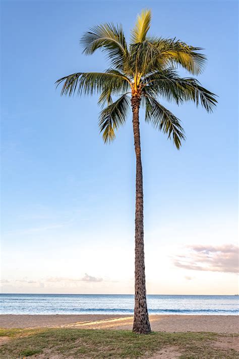 A Single Perfect Palm Tree On A Tropical Island Hawaii Etsy