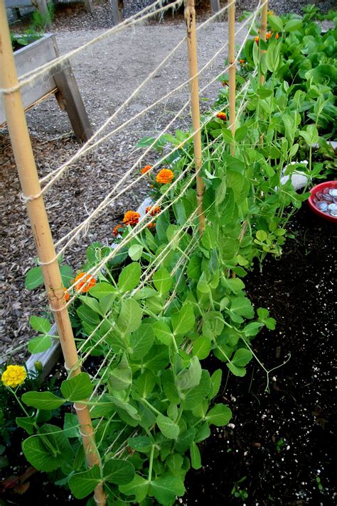 How To Grow Snap Peas In A Raised Garden