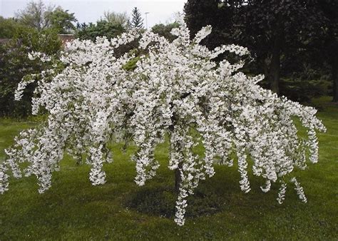 Top 6 Flowering Trees To Plant In The Spring