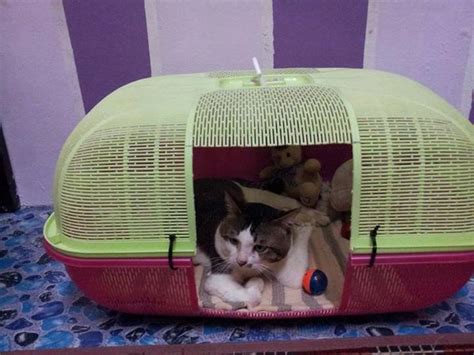 Sangkar kucing pvc tahan lama & mudah cuci, modal bawah rm130 je. Alli Punya DIY: Sangkar kucing a.k.a cat cage.