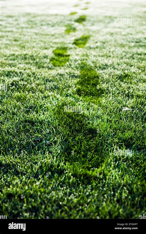Footprints In Wet Grass Stock Photo Alamy