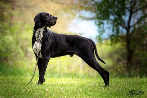Pointer Dog Breed Info Guide And Care