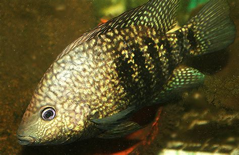 Help Sexing Green Texas Cichlid