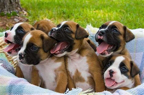 Chiens Boxers Cute Boxer Puppies Boxer Puppies Cute Dogs