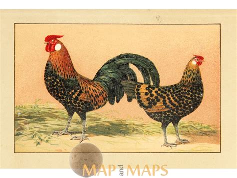Hamburger Goldblack Vintage Chicken Print 1920 Mapandmaps