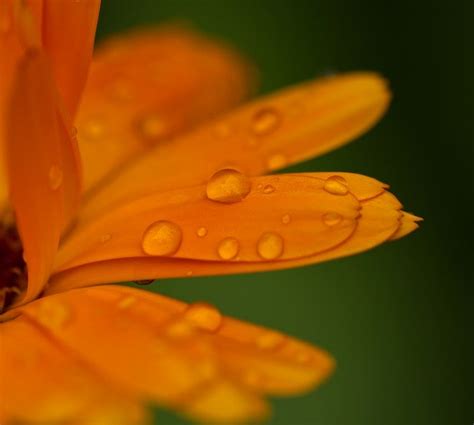 Flower Orange Water Drop Of