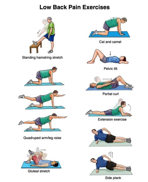 Exclusive Physiotherapy Guide For Physiotherapists Exercise For Low