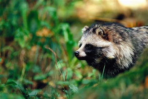 Animal Invaders On Europes Kill List Are Set To Be Wiped Out New
