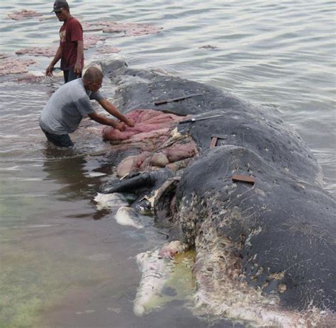 Indonesien Wal Verendet Mit Fast Sechs Kilo Plastikmüll Im Magen Welt