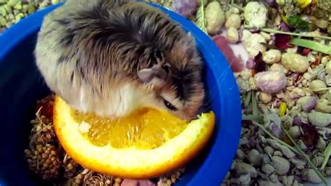 Roborovski Hamster Babies Day 3 Youtube
