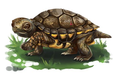 tortue,tubes,cliparts,vecteurs