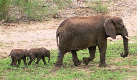 Elephant Delivering Baby