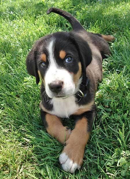 Greater swiss mountain dog breed information, pictures, care, temperament, health, puppies, breed history. the GREATER SWISS MOUNTAIN DOG