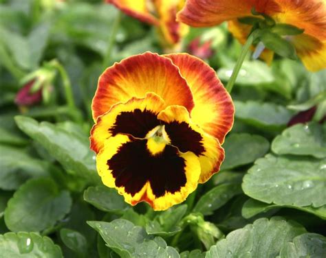 Pansy Matrix Solar Flare Viola Wittrockiana Solar Flare From Hillcrest