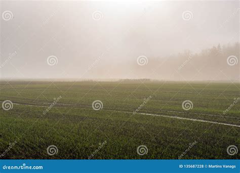 Morning Mist Fog Over Meadows Stock Photo Image Of Warm Fair 135687228