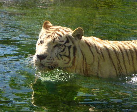White Bengal Tiger Tigre De Bengala Blanco Panthera Tig Flickr