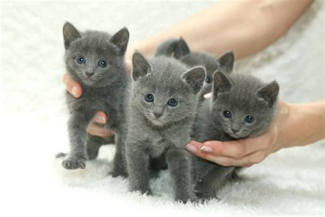 5 Weeks Old Russian Blue Kittens Kitten Baby Grey Kitten Grey Cats