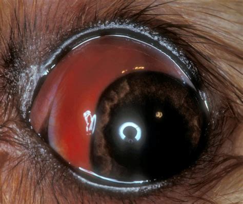 Although eye infections are relatively less. Conjunctiva - Eye and Ear - Merck Veterinary Manual