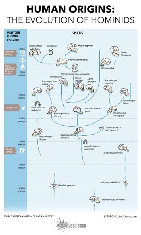 Human Origins How Hominids Evolved Infographic Human Evolution