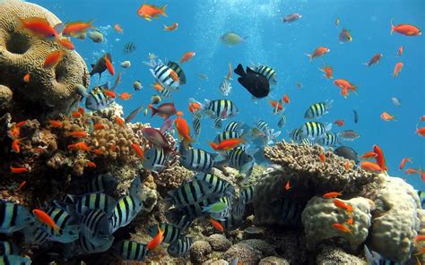 Ocean Coral Reef Plant Life Ocean Life Wallpapers Marine