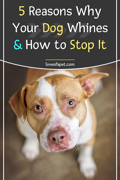 How To Stop Your Dog From Whining