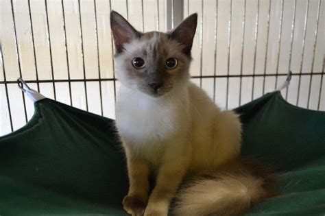 When you open your home to an animal in need, you open your heart. Ocala Post - Animal services reduces cat adoption fees