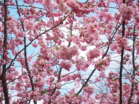 Royalty Free Photo Cherry Blossoms Under Cloudy Sky At Daytime Pickpik