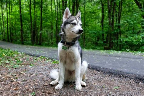 Alaskan Klee Kai Dog Breed Characteristics And Care