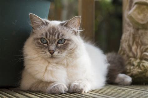Blue Lynx Ragdoll Cat — Facts Origin And History With Pictures Hepper