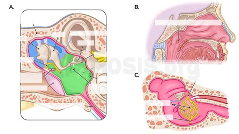 Anatomy Of The External And Middle Ear Osmosis