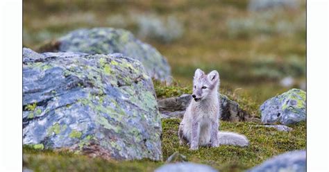 Lasses Naturfoto Fjellrev Arctic Fox Dovrefjell