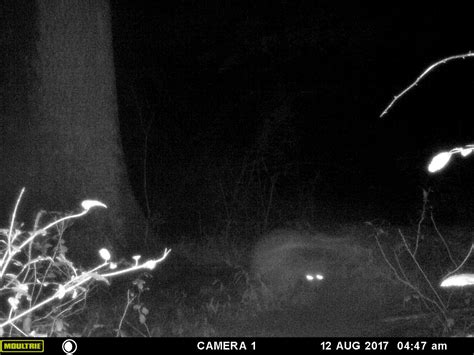 Strange images captured on trail cam - Sasquatch Chronicles