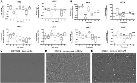 Frontiers Specific Decellularized Extracellular Matrix Promotes The