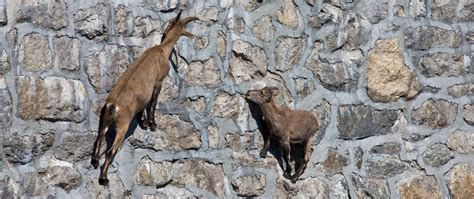 What Is An Alpine Ibex The Greatest Rock Climbers Of The Alps