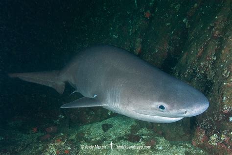 Atlantic Sixgill Shark Hexanchus Vitulus