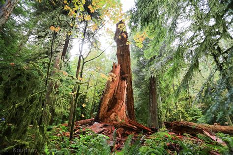Expose Nature Cathedral Grove Vancouver Island Canada A Redwood
