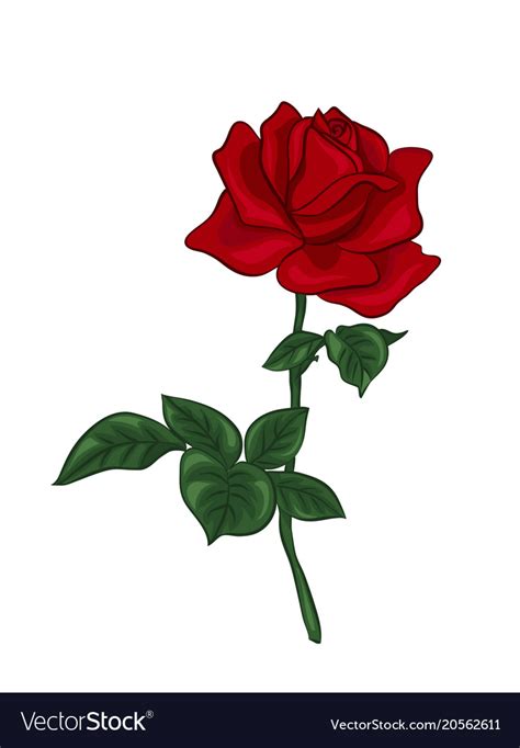 Single Red Rose Royalty Free Vector Image Vectorstock