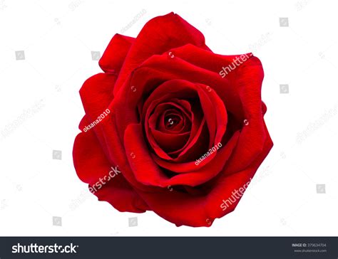 2409433 Red Rose Images Stock Photos And Vectors Shutterstock