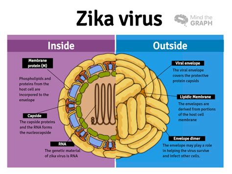 Zika Virus The Award Winning Study That Sheds Light On The Future
