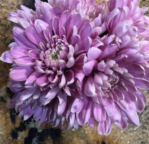 Beautiful Flower In The Plant Id Forum