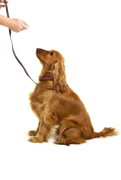 5 Best Dog Training Treats For Puppies In 2019 Canine Weekly