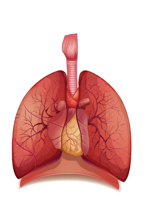 Lungs Png Transparent Image Download Size 840x1200px