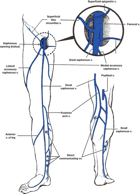 Vascular Anatomy Of The Lower Limbs 2024