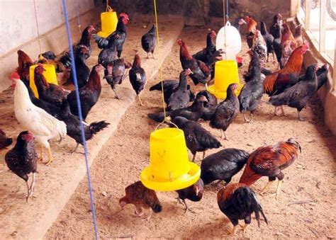 Ayam kub sudah melalui pelepasan galur yaitu kub 1 yang berasal dari ayam kampung biasa yang didatangkan dari beberapa lokasi di jawa barat. Ayam KUB Adalah : Asal Usul, Ciri-Ciri, Kandang & Harga ...