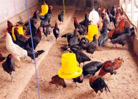 Seperti yang kita tahu bahwa ayam bangkok merupakan salah satu jenis ayam aduan yang paling populer dan banyak disukai oleh para pecinta ayam laga. Ayam KUB Adalah : Asal Usul, Ciri-Ciri, Kandang & Harga ...