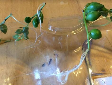 I take a close look at my string of turtles plant and provide a few. 3 Ways To Propagate String of Pearls And String of Bananas ...